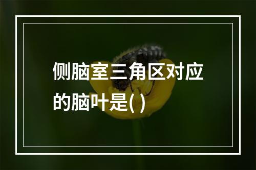 侧脑室三角区对应的脑叶是( )