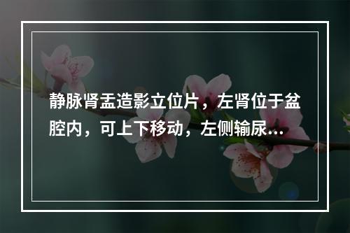 静脉肾盂造影立位片，左肾位于盆腔内，可上下移动，左侧输尿管长