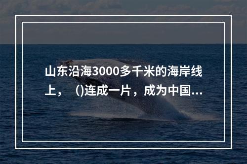 山东沿海3000多千米的海岸线上，（)连成一片，成为中国独有