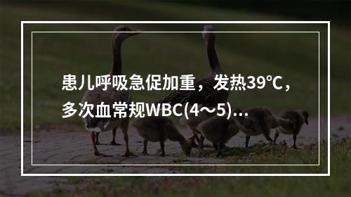 患儿呼吸急促加重，发热39℃，多次血常规WBC(4～5)×1