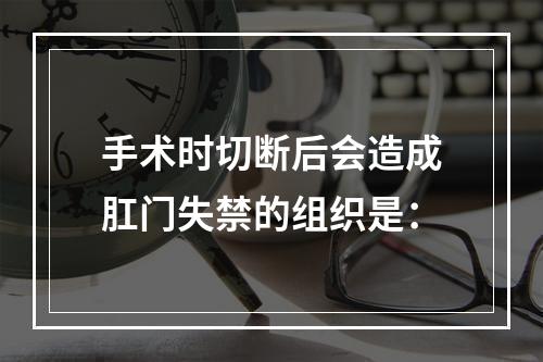 手术时切断后会造成肛门失禁的组织是：