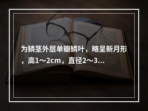 为鳞茎外层单瓣鳞叶，略呈新月形，高1～2cm，直径2～3.5