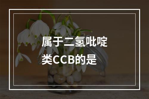 属于二氢吡啶类CCB的是