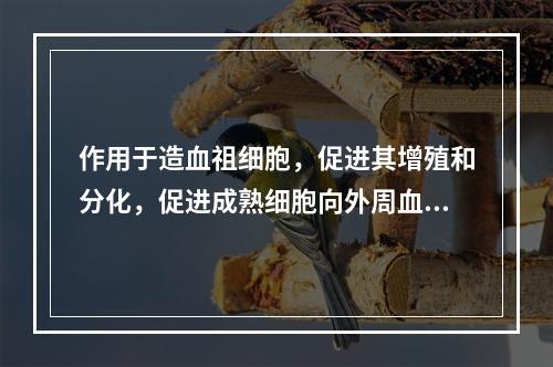 作用于造血祖细胞，促进其增殖和分化，促进成熟细胞向外周血释放