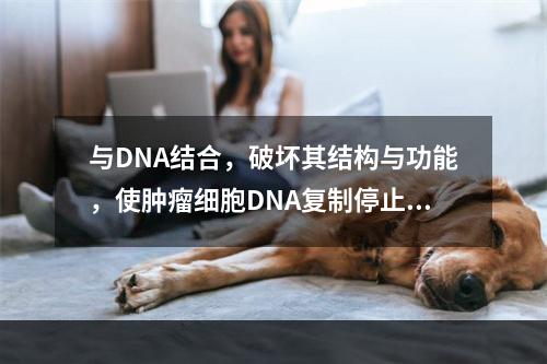 与DNA结合，破坏其结构与功能，使肿瘤细胞DNA复制停止，阻