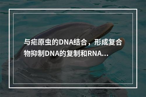 与疟原虫的DNA结合，形成复合物抑制DNA的复制和RNA的转