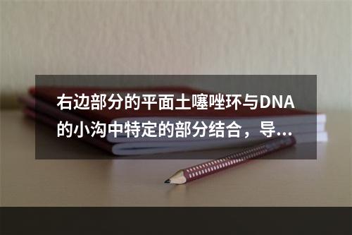 右边部分的平面土噻唑环与DNA的小沟中特定的部分结合，导敢D