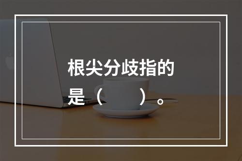 根尖分歧指的是（　　）。