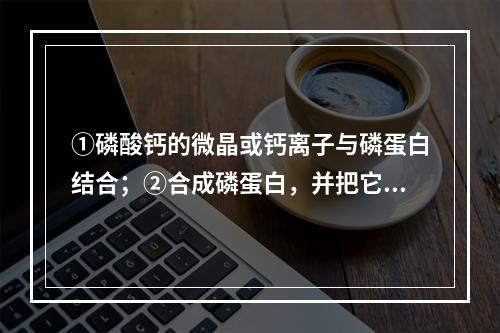 ①磷酸钙的微晶或钙离子与磷蛋白结合；②合成磷蛋白，并把它直接