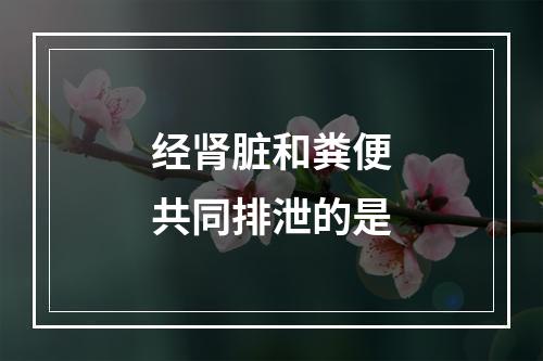 经肾脏和粪便共同排泄的是