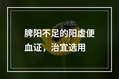 脾阳不足的阳虚便血证，治宜选用