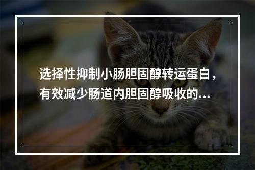 选择性抑制小肠胆固醇转运蛋白，有效减少肠道内胆固醇吸收的是