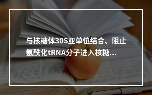 与核糖体30S亚单位结合、阻止氨酰化tRNA分子进入核糖体A