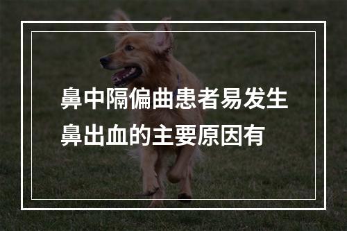 鼻中隔偏曲患者易发生鼻出血的主要原因有