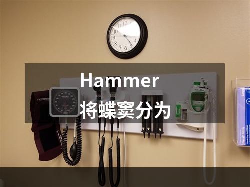 Hammer将蝶窦分为