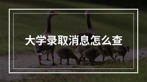 大学录取消息怎么查