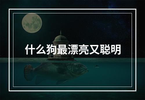 什么狗最漂亮又聪明