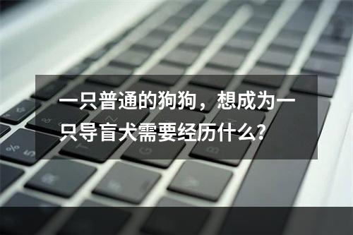 一只普通的狗狗，想成为一只导盲犬需要经历什么？